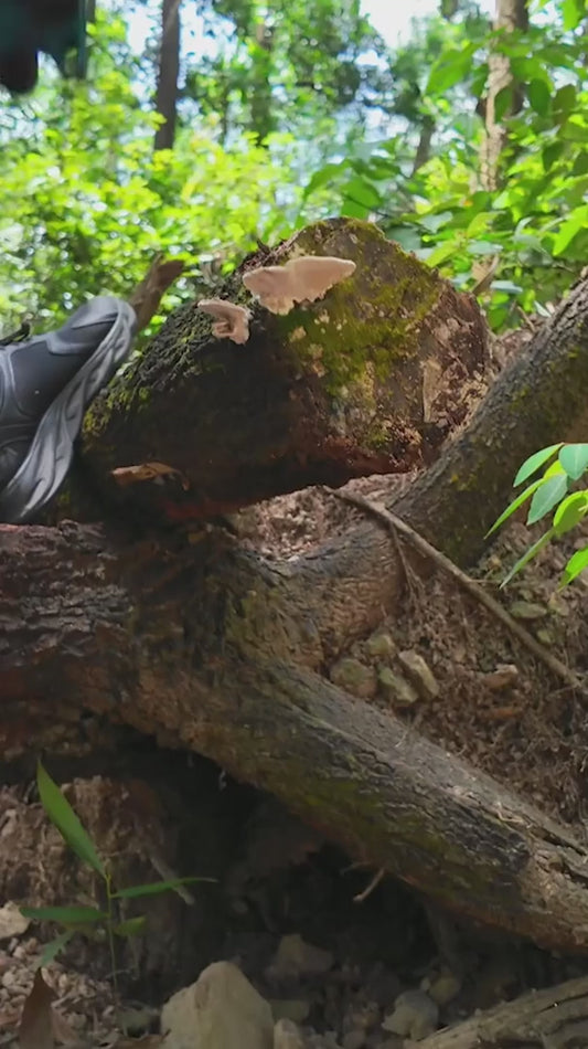 Aku Motorna Testera 12 Inca